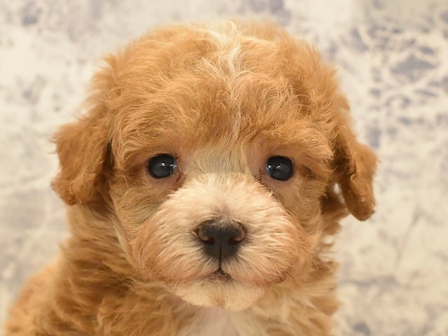 2024年4月2日生まれのハーフ犬・ミックス犬の1枚目の写真